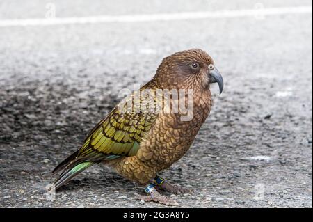 Ausgewachsener kia-Papagei (Nestor notabilis), der weltweit einzige Alpenpapagei, endemisch auf der Südinsel Neuseelands. Nahaufnahme des Porträts, Fiordland NP Stockfoto