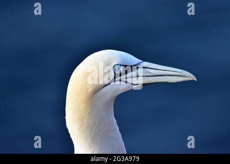 Morus Bassanus-Balz im Norden. Am RSPB Truppenkopf in Aberdeenshire. Schottland Stockfoto