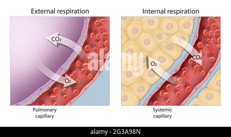 Gasaustausch. Externe und innere Atmung. Die externe Atmung ist der Austausch von Gasen mit der äußeren Umgebung und findet im Alveol statt Stockfoto