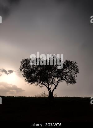 Ein silhouettierter Olivenbaum (Olea europaea) , was soviel bedeutet wie "europäische Olive", in der Familie Oleaceae, Andalusien, Spanien. Stockfoto