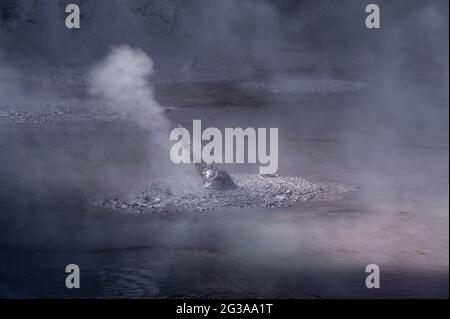 Sprudelnde, dampfende, geothermische Schlammtöpfe, Wai-0-Tapu Volcanic Wonderland, Rotorua, Neuseeland. Stockfoto