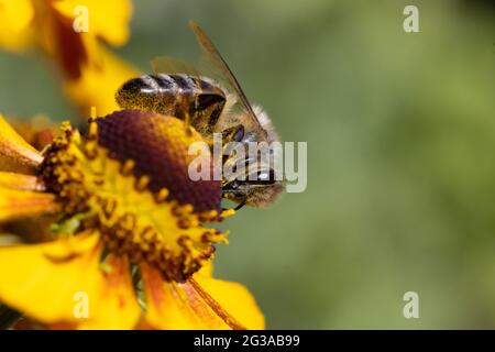 Bienen bestäubt eine Blume, Makroansicht. Eine Honigbiene, die im Garten arbeitet, aus der Nähe. Stockfoto