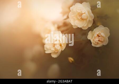 Zarte duftende weiße Rosenblüten blühen auf den dünnen Zweigen eines Busches mit dunklen Blättern, die vom Morgensonnenlicht erleuchtet werden. Natur. Romantik. Stockfoto