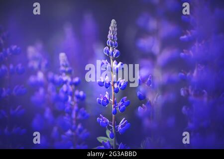 Leuchtend duftende, wild-violette Lupine blüht im Sommer auf einem langen Stamm auf dem Feld. Natur. Stockfoto