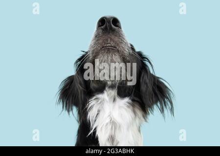 Nahaufnahme Border Collie Hund schaut nach oben. Isoliert auf blauem Hintergrund. Riechendes Konzept Stockfoto