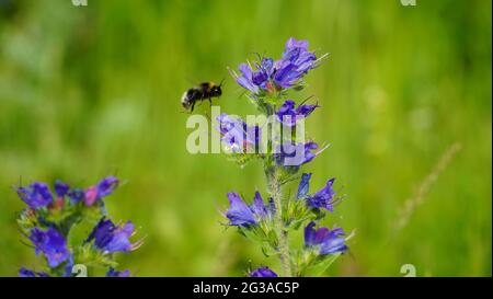 Bonn Deutschland Juni 2021 Wiesensalbei mit Hummel vor grüner Wiese bei Sonnenschein Stockfoto