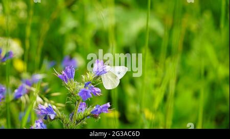 Bonn Deutschland Juni 2021 Wiesenweiher mit Schmetterling vor grüner Wiese bei Sonnenschein Stockfoto