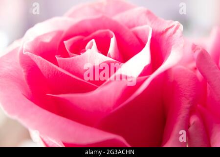 Rose auf dem Schreibtisch in blau platziert Stockfoto
