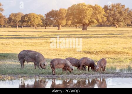 Iberische Schweine grasen in der Landschaft am Frühling Stockfoto