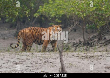 Verletzter dominanter erwachsener männlicher Bengaltiger, der auf dem Watt steht und im Sundarban Tiger Reserve, Westbengalen, Indien, auf Beute zurückblickt Stockfoto