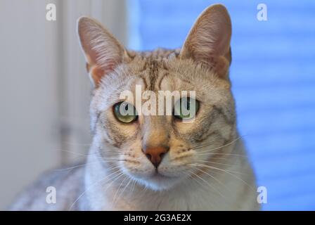 Erwachsene silberne gefleckte Bengalkatze mit grünen Augen, die auf dem Tisch in der Nähe der Blume sitzt. Stockfoto