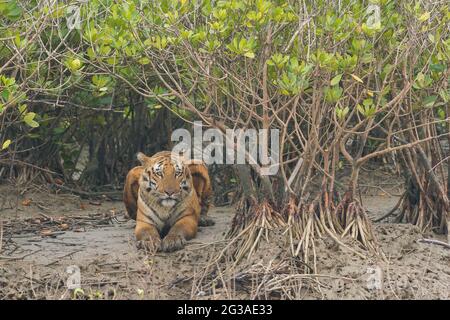 Verletzter dominanter erwachsener männlicher Bengaltiger, der auf dem Watt sitzt und im Sundarban Tiger Reserve, Westbengalen, Indien, nach Beute sucht Stockfoto