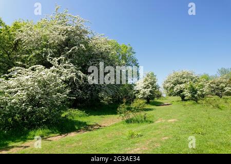 May Blossom oder Hawthorn Bäume auf Dolebury Warren in Mendip Hills oberhalb von Churchill, Somerset Stockfoto