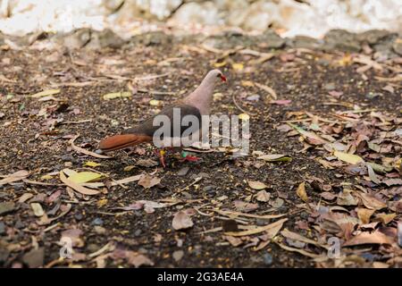 Rosa Taube im Black River Park auf Mauritius Stockfoto