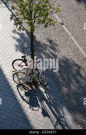 Zwei Fahrräder parkten an einem Zaun um einen Baum in einer gepflasterten Straße mit langen Schatten von Bäumen und den Fahrrädern. Vertikales Foto Stockfoto