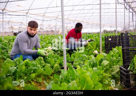 Junger Arbeiter schneidet grünen Mangold auf der Plantage Stockfoto