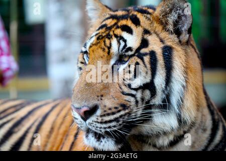 Porträt eines bengalischen Tigers aus der Nähe Stockfoto