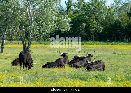 Camargue-Bullen auf einem Feld im Frühjahr in Bouches-du-Rhone, Provence, Südfrankreich Stockfoto