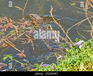 Nil-Warane varanus niloticus schwimmt am Ufer des Flussufers in Grasregenröten Stockfoto