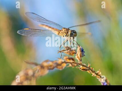 Nahaufnahme Makro Detail der wandernden Segelfliege Pantala flavescens auf Pflanzenstamm über Gras im Garten Stockfoto