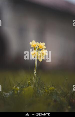 Mehrjährige Pflanze Primula elatior in hohem Gras in Auenwäldern rund um den Fluss oder in der Tschechischen Republik, Europa. Nahaufnahme einer gelben Blume o Stockfoto