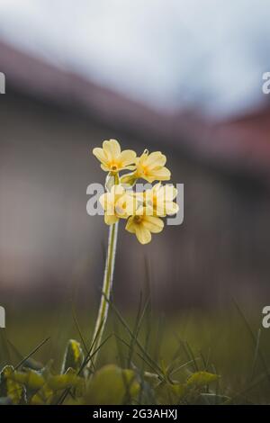 Mehrjährige Pflanze Primula elatior in hohem Gras in Auenwäldern rund um den Fluss oder in der Tschechischen Republik, Europa. Nahaufnahme einer gelben Blume o Stockfoto