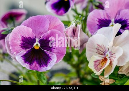 Viola wittrockiana Gams, Blumen mit bunten Blütenblättern, bunte Stiefmütterchen, große Farbpalette, Blütenblätter lila, gelb, orange, Rot, Rosa, Rot, Photograa Stockfoto