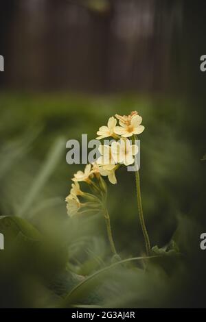 Mehrjährige Pflanze Primula elatior in hohem Gras in Auenwäldern rund um den Fluss oder in der Tschechischen Republik, Europa. Nahaufnahme einer gelben Blume o Stockfoto