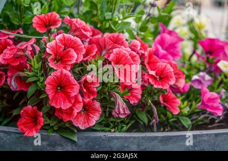 Petunia Juss, eine Pflanze mit Blüten in Form von Glocken, weiß, rosa, lila, sano gelb und rot, Petunia ist mit Tabak verwandt Stockfoto