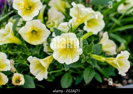 Petunia Juss, eine Pflanze mit Blüten in Form von Glocken, weiß, rosa, lila, sano gelb und rot, Petunia ist mit Tabak verwandt Stockfoto