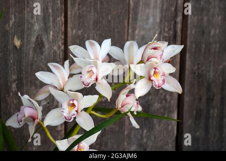 Gelb gefärbtes Cymbidium , allgemein bekannt als Boot-Orchidee Stockfoto