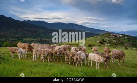 Kühe in der Nähe des Dorfes Santa Creu, im Castellbò-Tal bei Sonnenuntergang (Alt Urgell, Lleida, Katalonien, Spanien) ESP: Vacas cerca del Pueblo de Santa Creu Stockfoto