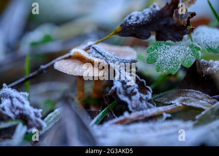 Detail von Milchblättern und Pilzen im Herbst (Berguedà, Barcelona, Katalonien, Spanien) ESP: Alle de hojas y setas con escarcha en otoño, Pirineos Stockfoto