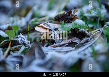 Detail von Milchblättern und Pilzen im Herbst (Berguedà, Barcelona, Katalonien, Spanien) ESP: Alle de hojas y setas con escarcha en otoño, Pirineos Stockfoto