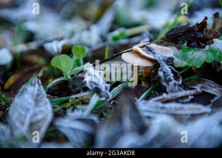 Detail von Milchblättern und Pilzen im Herbst (Berguedà, Barcelona, Katalonien, Spanien) ESP: Alle de hojas y setas con escarcha en otoño, Pirineos Stockfoto