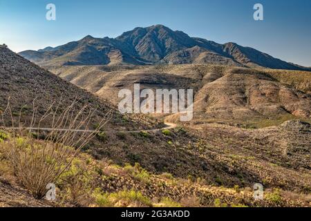 Chinati Peak, Chinati Mountains, Future State Park, Ocotillo in Bloom, Pinto Canyon Road, Big Bend Country, Texas, USA Stockfoto