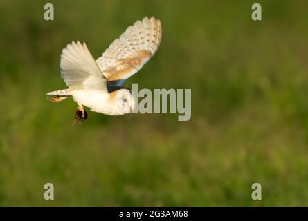 Eine wilde Bran Owl (Tyto alba), die eine kürzlich Gefangene Wühlmaus zurück ins Nest bringt, Norfolk Stockfoto