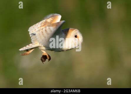 Eine wilde Bran Owl (Tyto alba), die eine kürzlich Gefangene Wühlmaus zurück ins Nest bringt, Norfolk Stockfoto