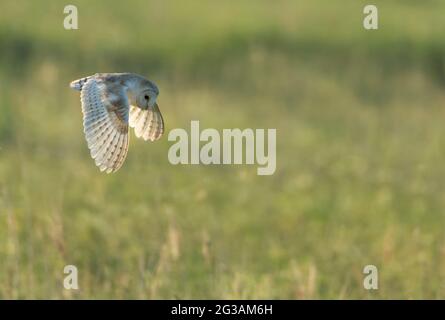 Eine wilde Scheune Owl (Tyto alba) im Flug über Norfolk-Grasland Stockfoto