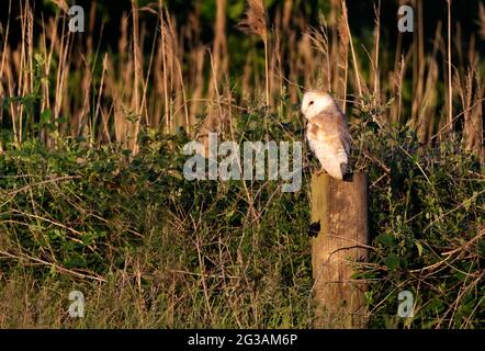 Eine wilde Bran Owl (Tyto alba), die auf einem Holzpfosten thront, Norfolk Stockfoto