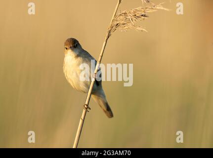 Ein Schilfrohrsänger (Acrocephalus scirpaceus), der in der frühen Morgensonne thront, Norfolk Stockfoto