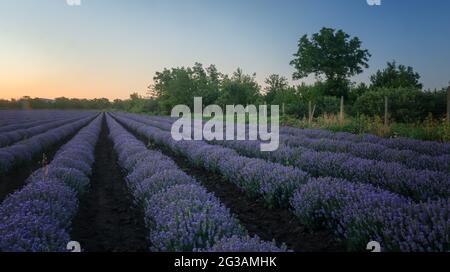 Sonnenaufgang über dem Lavendelfeld in Bulgarien Stockfoto