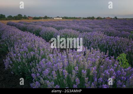 Sonnenaufgang über dem Lavendelfeld in Bulgarien Stockfoto