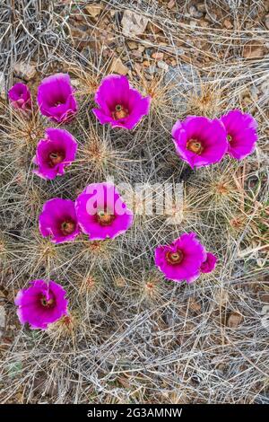 Erdbeer-Kaktus in Blüte, El Solitario Gegend, Big Bend Ranch State Park, Texas, USA Stockfoto