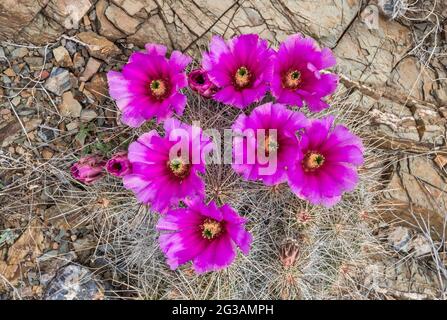 Erdbeer-Kaktus in Blüte, El Solitario Gegend, Big Bend Ranch State Park, Texas, USA Stockfoto