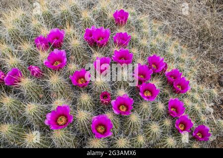 Erdbeer-Kaktus in Blüte, El Solitario Gegend, Big Bend Ranch State Park, Texas, USA Stockfoto