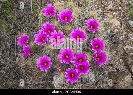 Erdbeer-Kaktus in Blüte, El Solitario Gegend, Big Bend Ranch State Park, Texas, USA Stockfoto