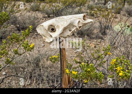 Tierschädel, blühender Kreosot-Busch, auf dem McGuirks Tanks Campingplatz, El Solitario Gebiet, Big Bend Ranch State Park, Texas, USA Stockfoto