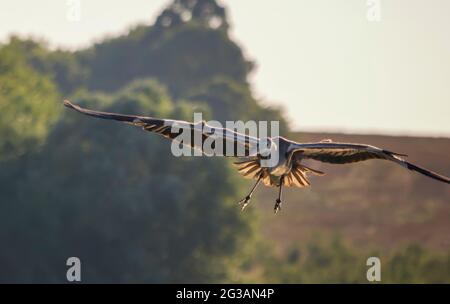 Purpurreiher ardea purpurea Wildvögel fliegen über Flussufer in Sumpfgebieten. Via Pontika - Burgas, Bulgarien Stockfoto