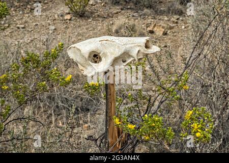 Tierschädel, blühender Kreosot-Busch, auf dem McGuirks Tanks Campingplatz, El Solitario Gebiet, Big Bend Ranch State Park, Texas, USA Stockfoto